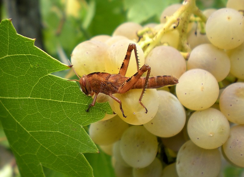 Cavalletta uvara